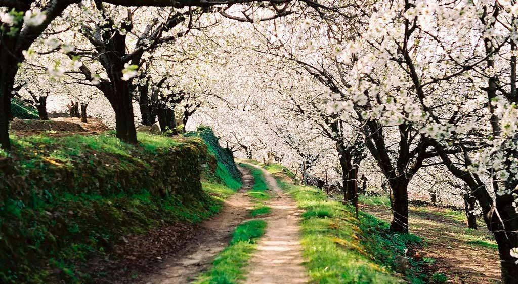 Camino entre cerezos en flor en el Valle del Jerte y La Vera