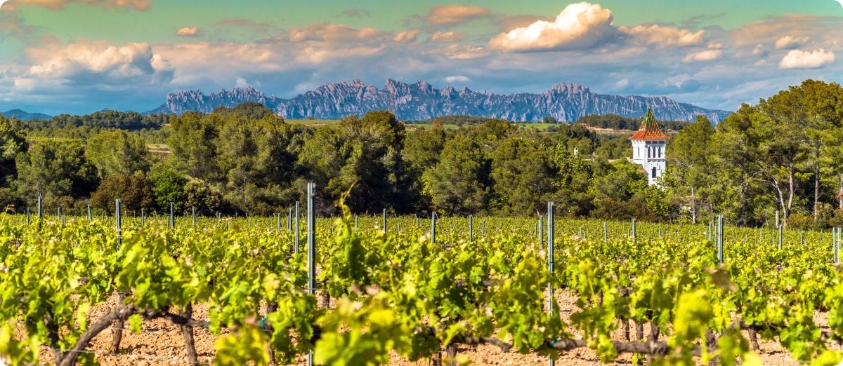 Foto de los viñedos del Penedès
